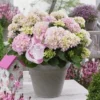 Hortensia Soft Pink Salsa (Hydrangea 'Music Collection') 1 Hortensia Soft Pink Salsa (Hydrangea 'Music Collection') -Goedkope Tuin Kunst Winkel soft pink salsa 2