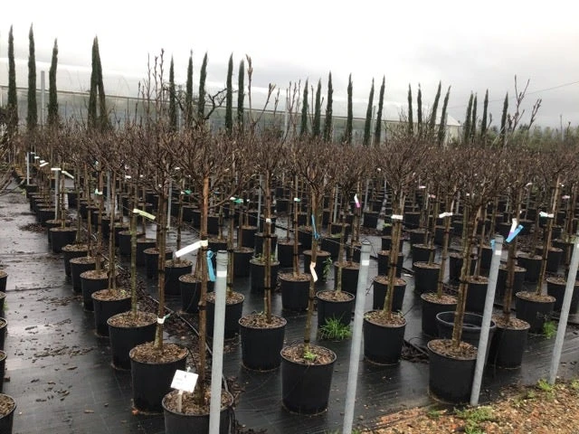 Beverboom Op Stam (Magnolia 'Susan') 4 Beverboom Op Stam (Magnolia 'Susan') - Afbeelding 2