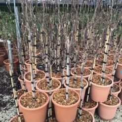 Beverboom Op Stam (Magnolia 'Susan') 7 Beverboom Op Stam (Magnolia 'Susan') -Goedkope Tuin Kunst Winkel susanopstam50cm