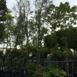 Tamarisk Als Boom (Tamarix Tetrandra) -Goedkope Tuin Kunst Winkel tamarisk 12 14 16cm