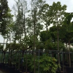 Tamarisk Als Boom (Tamarix Tetrandra) -Goedkope Tuin Kunst Winkel tamarisk 121416cm 2