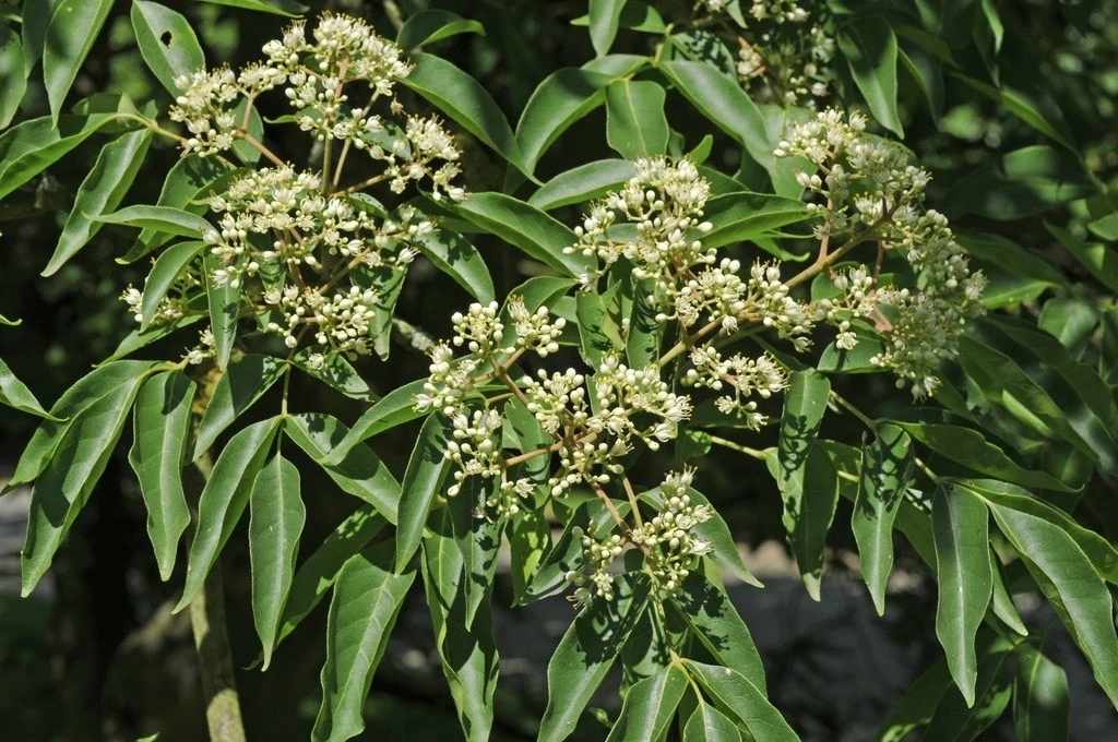 Bijenboom (Tetradium Daniellii) 3 Bijenboom (Tetradium Daniellii)