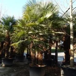 Winterharde Palm Meerstammig (Trachycarpus Fortunei) 13 Winterharde Palm Meerstammig (Trachycarpus Fortunei) -Goedkope Tuin Kunst Winkel trachycarpus fortunei 3 stammig