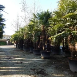 Winterharde Palm Meerstammig (Trachycarpus Fortunei) 12 Winterharde Palm Meerstammig (Trachycarpus Fortunei) -Goedkope Tuin Kunst Winkel trachycarpus fortunei 3 stammig 2
