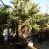 Winterharde Palm Meerstammig (Trachycarpus Fortunei) -Goedkope Tuin Kunst Winkel trachycarpus fortunei 3 stammig 4
