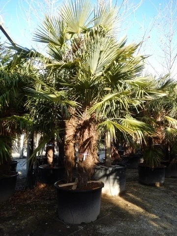 Winterharde Palm Meerstammig (Trachycarpus Fortunei) 3 Winterharde Palm Meerstammig (Trachycarpus Fortunei)