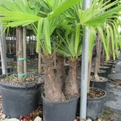 Winterharde Palm Meerstammig (Trachycarpus Fortunei) 17 Winterharde Palm Meerstammig (Trachycarpus Fortunei) -Goedkope Tuin Kunst Winkel trachycarpus fortunei multistam