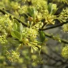 Sassafras (Sassafras Albidum) -Goedkope Tuin Kunst Winkel vaem00052