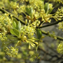 Sassafras (Sassafras Albidum)