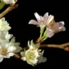 Japanse Sierkers (Prunus Subhirtella 'Autumnalis') -Goedkope Tuin Kunst Winkel vaem01169