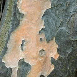 Grote Parrotia (Parrotia Persica) -Goedkope Tuin Kunst Winkel vaem01237