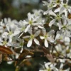 Krentenboom (Amelanchier Arborea 'Robin Hill') -Goedkope Tuin Kunst Winkel vaem02643