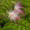 Perzische Slaapboom Als Halfstam (Albizia Julibrissin) -Goedkope Tuin Kunst Winkel vaem09331 1