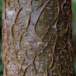 Maackia (Maackia Amurensis) -Goedkope Tuin Kunst Winkel vami04434