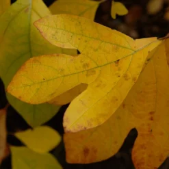 Sassafras (Sassafras Albidum) 12 Sassafras (Sassafras Albidum) -Goedkope Tuin Kunst Winkel vami08983