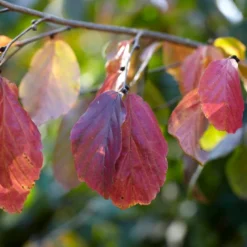 Grote Parrotia (Parrotia Persica) -Goedkope Tuin Kunst Winkel visi105613