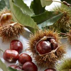 Tamme Kastanje Als Halfstam (Castanea Sativa) -Goedkope Tuin Kunst Winkel visi121584 1 1