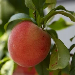 Perzik Als Halfstam (Prunus Persica 'Fayette')