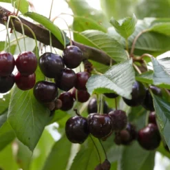 Kersenboom (Prunus Avium 'Lapins')