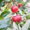 Appelboom (Malus Domestica 'Katja') -Goedkope Tuin Kunst Winkel visi153078