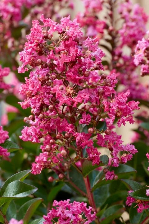 Lagerstroemia Als Halfstam (Lagerstroemia Indica 'Berry Dazzle') 3 Lagerstroemia Als Halfstam (Lagerstroemia Indica 'Berry Dazzle')