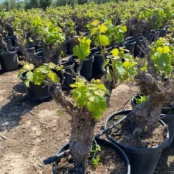 Druif, Op Stam (Vitis Vinifera) 24 Druif, Op Stam (Vitis Vinifera) -Goedkope Tuin Kunst Winkel vitis vinifera 25l