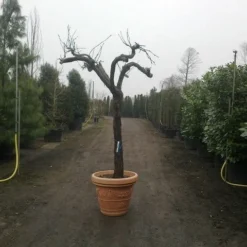 Druif, Op Stam (Vitis Vinifera) 34 Druif, Op Stam (Vitis Vinifera) -Goedkope Tuin Kunst Winkel vitis vinifera 30 40 c200 solitair extra