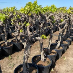 Druif, Op Stam (Vitis Vinifera) 26 Druif, Op Stam (Vitis Vinifera) -Goedkope Tuin Kunst Winkel vitis vinifera 45l