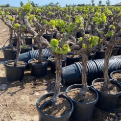 Druif, Op Stam (Vitis Vinifera) 25 Druif, Op Stam (Vitis Vinifera) -Goedkope Tuin Kunst Winkel vitis vinifera 45l