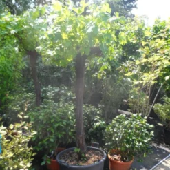 Druif, Op Stam (Vitis Vinifera) 33 Druif, Op Stam (Vitis Vinifera) -Goedkope Tuin Kunst Winkel vitis vinifera halfstam 20 30