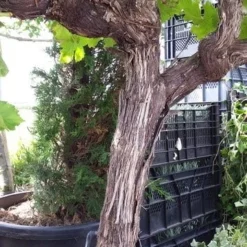 Druif, Op Stam (Vitis Vinifera) 30 Druif, Op Stam (Vitis Vinifera) -Goedkope Tuin Kunst Winkel vitisopstam03