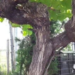 Druif, Op Stam (Vitis Vinifera) 31 Druif, Op Stam (Vitis Vinifera) -Goedkope Tuin Kunst Winkel vitisopstam04