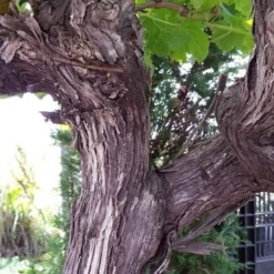 Druif, Op Stam (Vitis Vinifera) 32 Druif, Op Stam (Vitis Vinifera) -Goedkope Tuin Kunst Winkel vitisopstam05