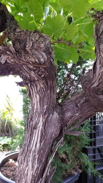 Druif, Op Stam (Vitis Vinifera) 13 Druif, Op Stam (Vitis Vinifera) - Afbeelding 11