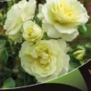 Stamroos (Rosa 'White Meilove') 2 Stamroos (Rosa 'White Meilove') -Goedkope Tuin Kunst Winkel white meilove v