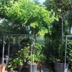 Blauwe Regen Als Boom (Wisteria Sinensis 'Prolific') -Goedkope Tuin Kunst Winkel wisteria 10 12ho cont