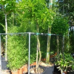 Blauwe Regen Als Boom (Wisteria Sinensis 'Prolific') -Goedkope Tuin Kunst Winkel wisteria 14 16 18ho cont