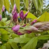Blauwe Regen Op Stam (Wisteria Sinensis 'Rose') -Goedkope Tuin Kunst Winkel wisteria bloem