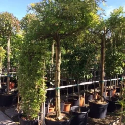 Blauwe Regen Als Boom (Wisteria Sinensis 'Prolific') -Goedkope Tuin Kunst Winkel wisteria boom blauw 16 18