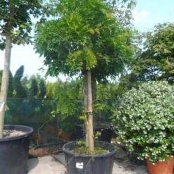 Blauwe Regen Als Boom (Wisteria Floribunda 'Rosea')