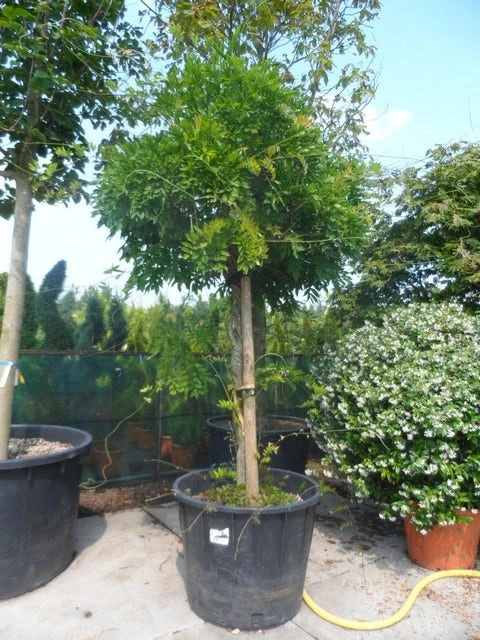 Blauwe Regen Als Boom (Wisteria Floribunda 'Rosea') 3 Blauwe Regen Als Boom (Wisteria Floribunda 'Rosea')