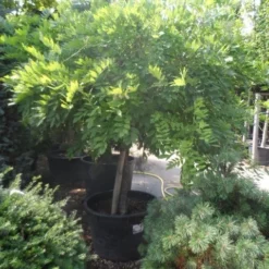 Blauwe Regen Op Stam (Wisteria Sinensis 'Alba') -Goedkope Tuin Kunst Winkel wisteria halfstam c240 extra