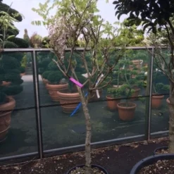 Blauwe Regen Als Boom (Wisteria Sinensis 'Prolific') -Goedkope Tuin Kunst Winkel wisteria rose alleen als halfstam 1