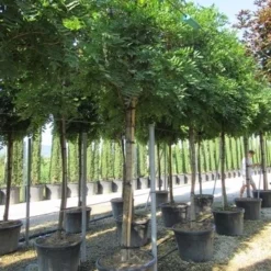 Blauwe Regen Als Boom (Wisteria Sinensis 'Prolific') -Goedkope Tuin Kunst Winkel wisteria sinensis prolific 16 18