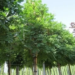 Blauwe Regen Als Boom (Wisteria Sinensis 'Prolific') -Goedkope Tuin Kunst Winkel wisteria sinensis prolific 16 18 2