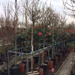 Blauwe Regen Als Boom (Wisteria Sinensis 'Alba') 7 Blauwe Regen Als Boom (Wisteria Sinensis 'Alba') -Goedkope Tuin Kunst Winkel wisteria wit