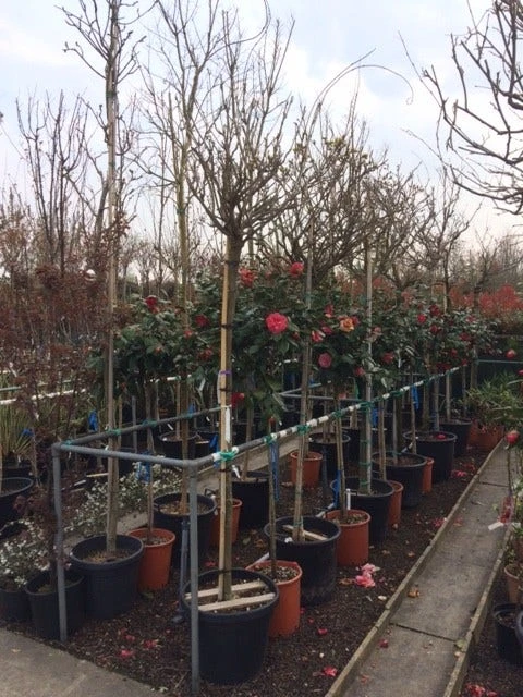 Blauwe Regen Als Boom (Wisteria Sinensis 'Alba') 5 Blauwe Regen Als Boom (Wisteria Sinensis 'Alba') - Afbeelding 3