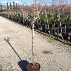 Blauwe Regen Als Halfstam (Wisteria Floribunda 'Issai') 7 Blauwe Regen Als Halfstam (Wisteria Floribunda 'Issai') -Goedkope Tuin Kunst Winkel wisteriaflorissaihalfstam02
