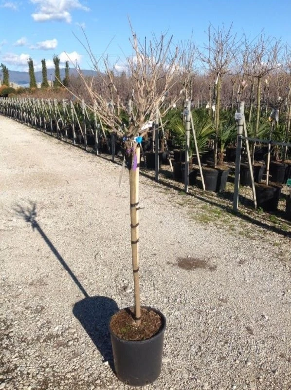 Blauwe Regen Als Halfstam (Wisteria Floribunda 'Issai') 5 Blauwe Regen Als Halfstam (Wisteria Floribunda 'Issai') - Afbeelding 3