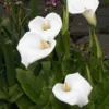 Moerasaronskelk (Zantedeschia Aethiopica) -Goedkope Tuin Kunst Winkel zantedeschia aethiopica 2006